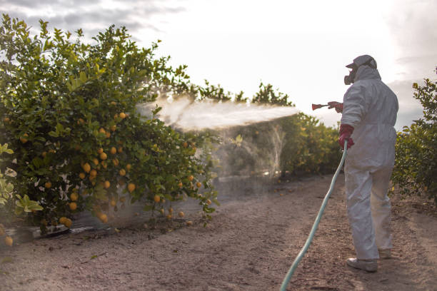 Best Local Pest Control Services  in Farmington, NM