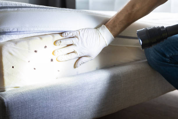 Best Bed Bug Extermination  in Farmington, NM