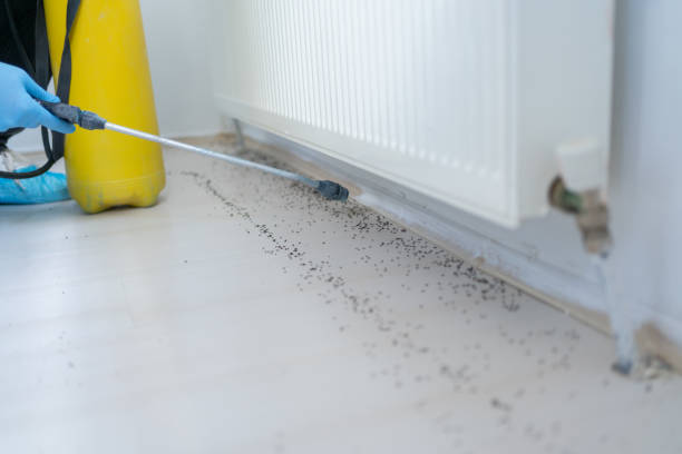 Best Termite Control Services  in Farmington, NM